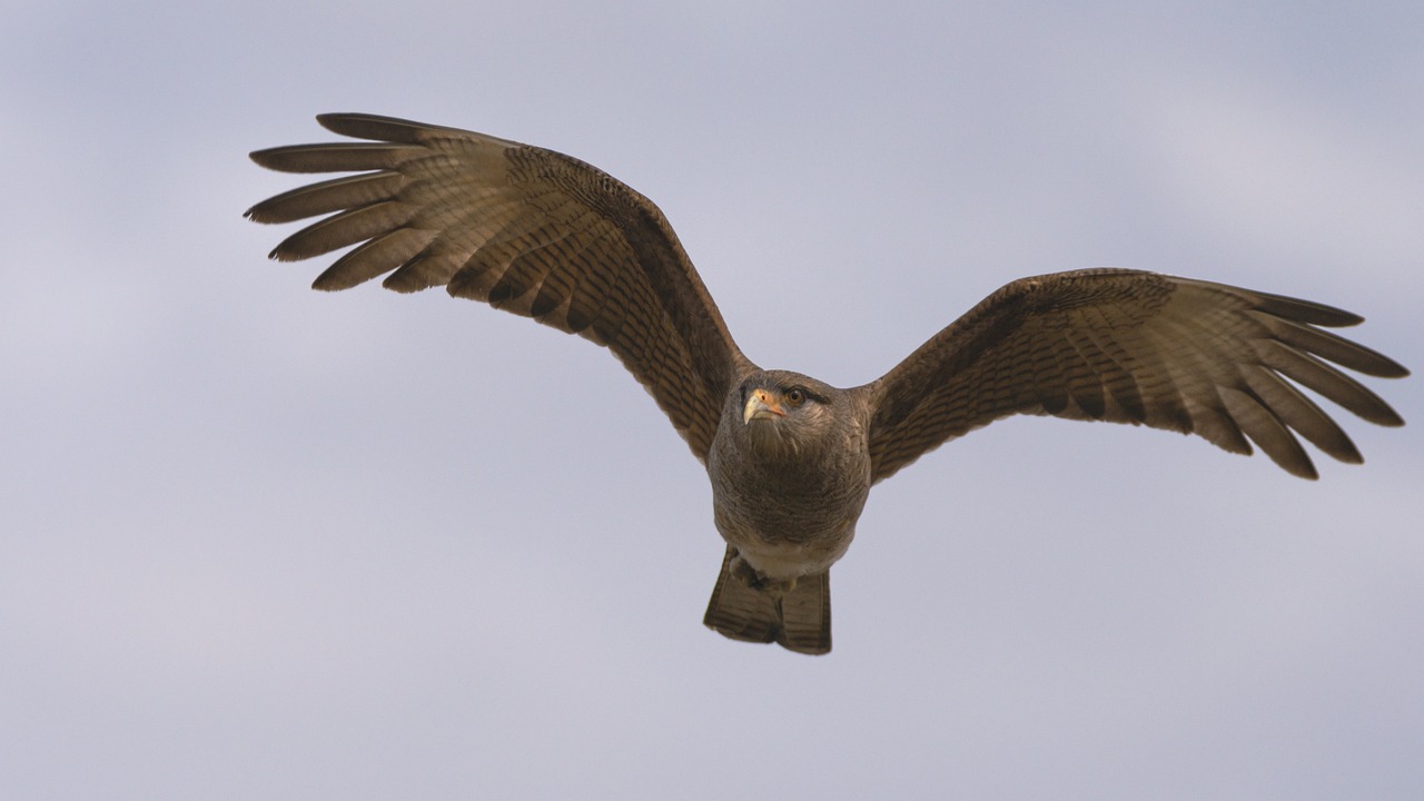 Evaluating the Performance of the T-Hawk in Surveillance Missions